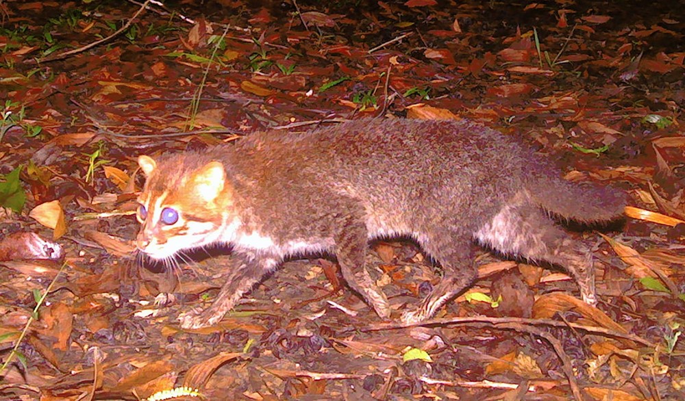 Loài động vật siêu quý hiếm, tưởng tuyệt chủng hơn 30 năm bất ngờ ‘tái xuất’  - ảnh 2