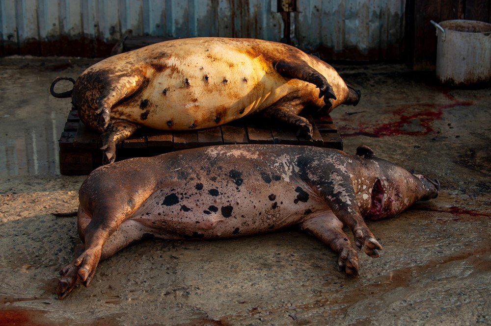 Ăn thịt lợn nhiễm dịch tả châu Phi nguy hiểm thế nào dù đã nấu chín?  - ảnh 2