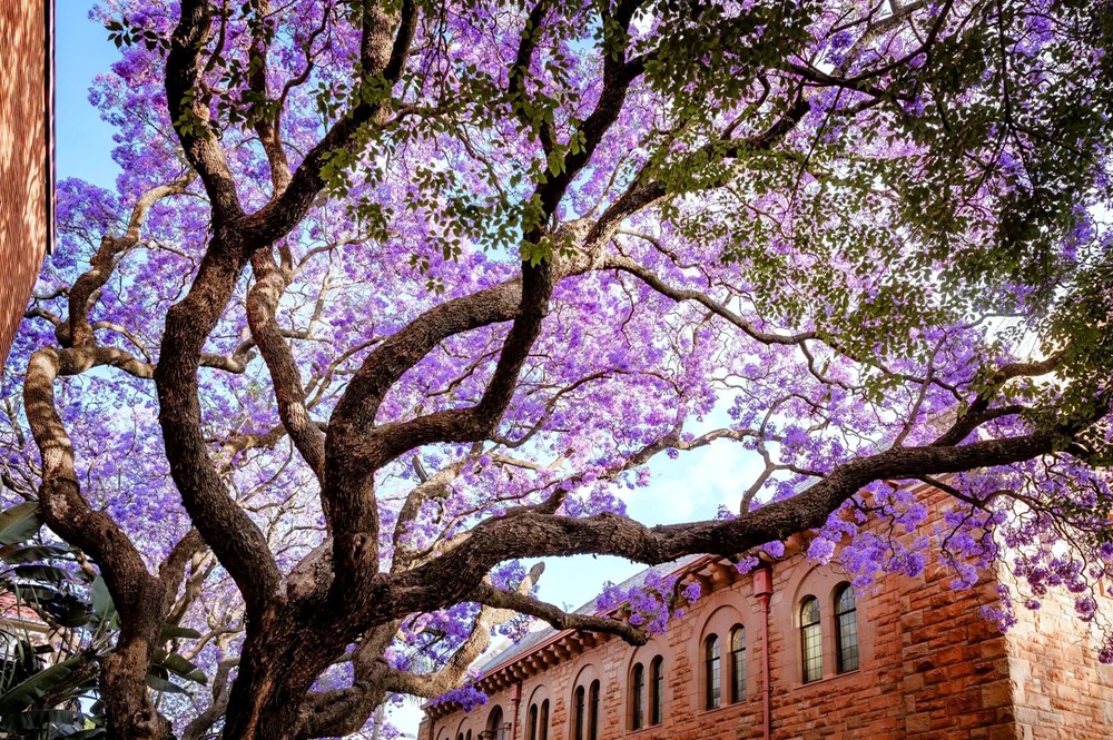 Quốc gia duy nhất có tới 3 thủ đô, sử dụng 11 ngôn ngữ chính thức - ảnh 3