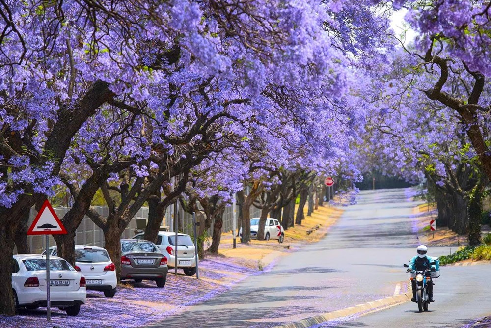 Quốc gia duy nhất có tới 3 thủ đô, sử dụng 11 ngôn ngữ chính thức - ảnh 2