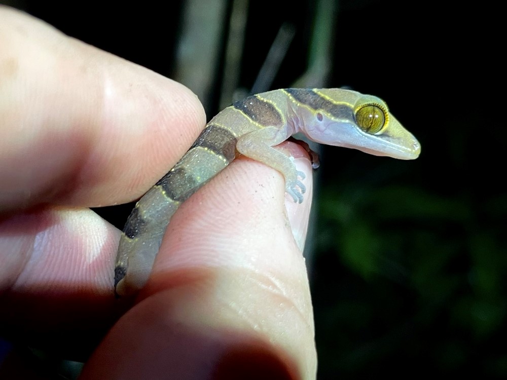 Những bản giao hưởng hoang dã của Thiên Cấm Sơn - ảnh 3