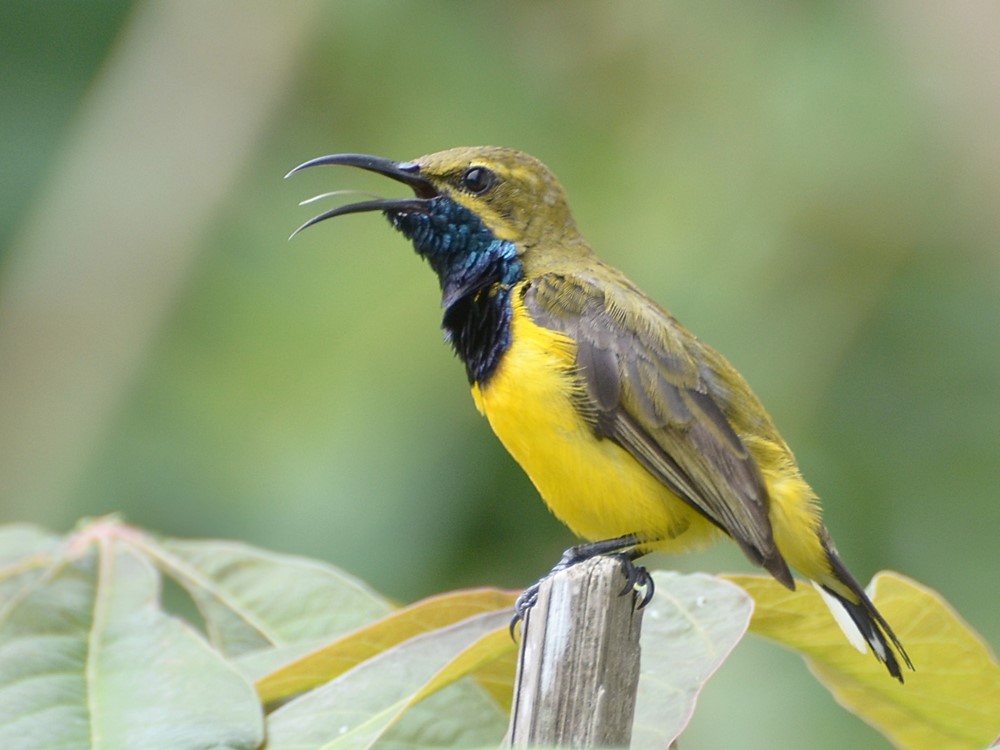 Những bản giao hưởng hoang dã của Thiên Cấm Sơn - ảnh 4