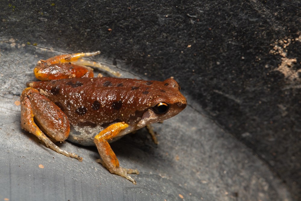 Những bản giao hưởng hoang dã của Thiên Cấm Sơn - ảnh 5