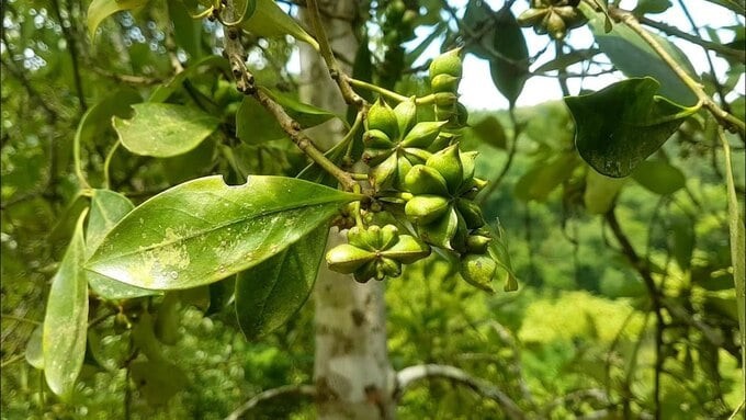 ‘Cánh hoa nghìn tỷ’ có nhiều ở một tỉnh Đông Bắc của Việt Nam nhưng hiếm có trên thế giới, có nhiều công dụng tuyệt vời cho sức khỏe - ảnh 3