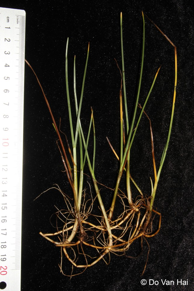 Hai loài cây đặc biệt quý hiếm được ghi nhận trong Sách đỏ ở điểm Ramsar đầu tiên tại Đông Nam Á của Việt Nam  - ảnh 3