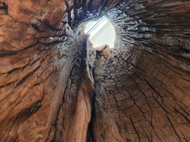 Gốc gỗ quý trăm năm giá trị hàng chục tỷ được tìm thấy ở Việt Nam, lực lượng chức năng lập tức đến hiện trường - ảnh 3