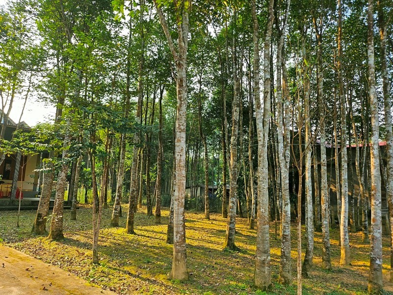 Hai cây gỗ quý ở Việt Nam là 'báu vật' được trả trăm tỷ vẫn nhất quyết không bán, cả làng cùng nhau canh giữ nghiêm ngặt - ảnh 2