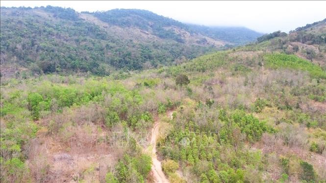 Loài gỗ quý 'đắt như vàng' có ở Việt Nam, khiến cả làng ngày đêm bảo vệ, canh giữ - ảnh 1