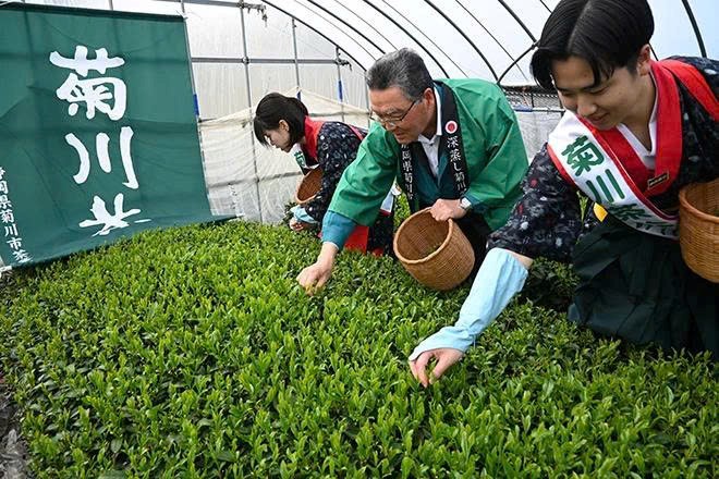Giá matcha tăng 170%: Mùa hè lịch sử 'đốt cháy' ruộng trà Nhật Bản - ảnh 1