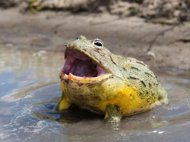 Công bố những loại thực phẩm nguy hiểm bậc nhất thế giới, nhiều món không xa lạ với người Việt - ảnh 9