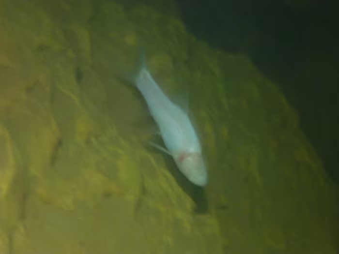 Phát hiện loài cá bí ẩn sống trong sông ngầm tại Di sản thiên nhiên thế giới xuyên biên Việt - Lào - ảnh 1