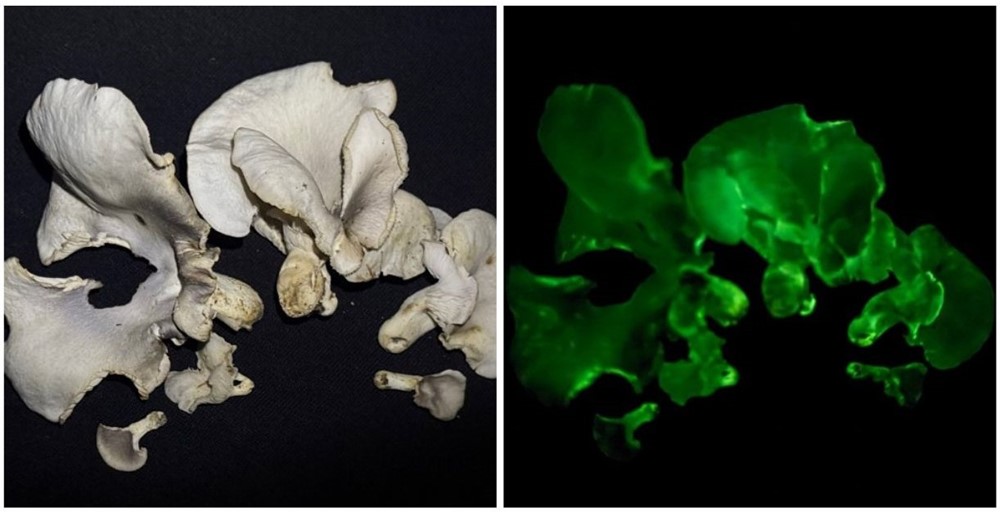 Phát hiện hai loài nấm phát sáng trong vườn quốc gia tại tỉnh ‘Việt Nam thu nhỏ’ - ảnh 2