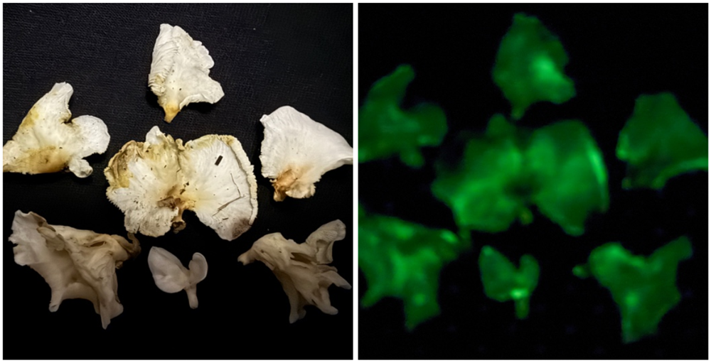 Phát hiện hai loài nấm phát sáng trong vườn quốc gia tại tỉnh ‘Việt Nam thu nhỏ’ - ảnh 1