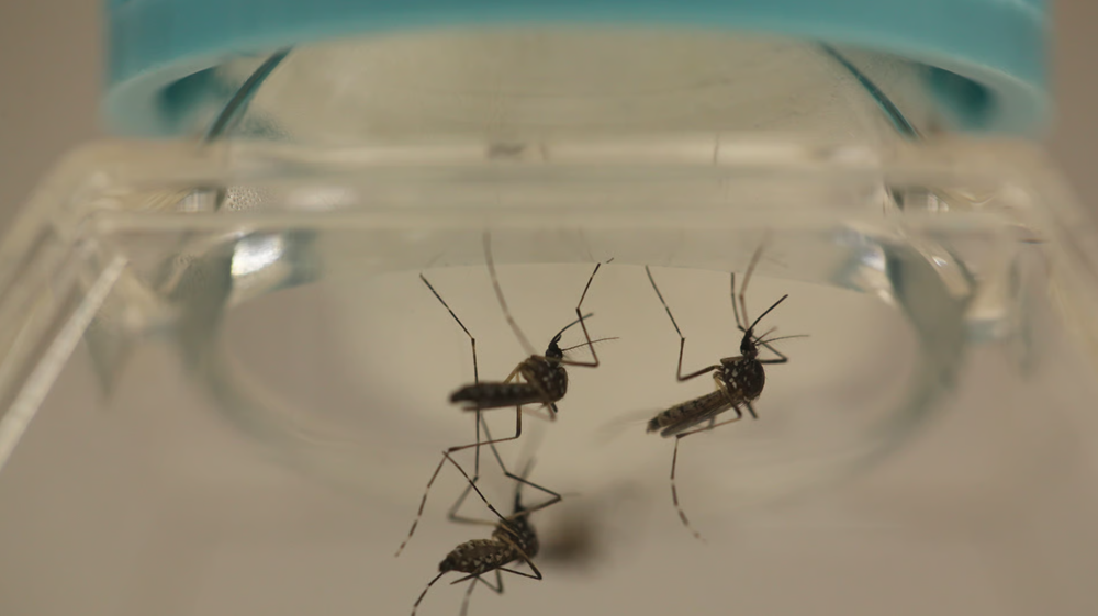 Lấy độc trị độc: Trung Quốc thả 5 triệu con muỗi mỗi tuần để chống dịch Chikungunya  - ảnh 1