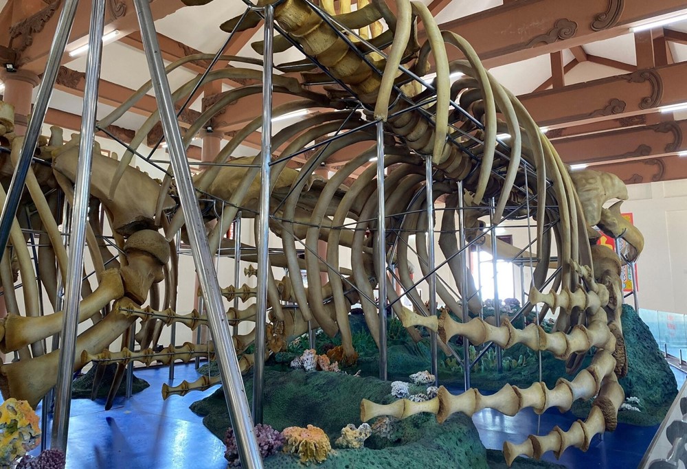 Đặc khu duy nhất của Việt Nam có 5 ngọn núi lửa, là nơi lưu giữ 2 bộ xương cá khổng lồ đã tồn tại hàng thế kỷ - ảnh 6