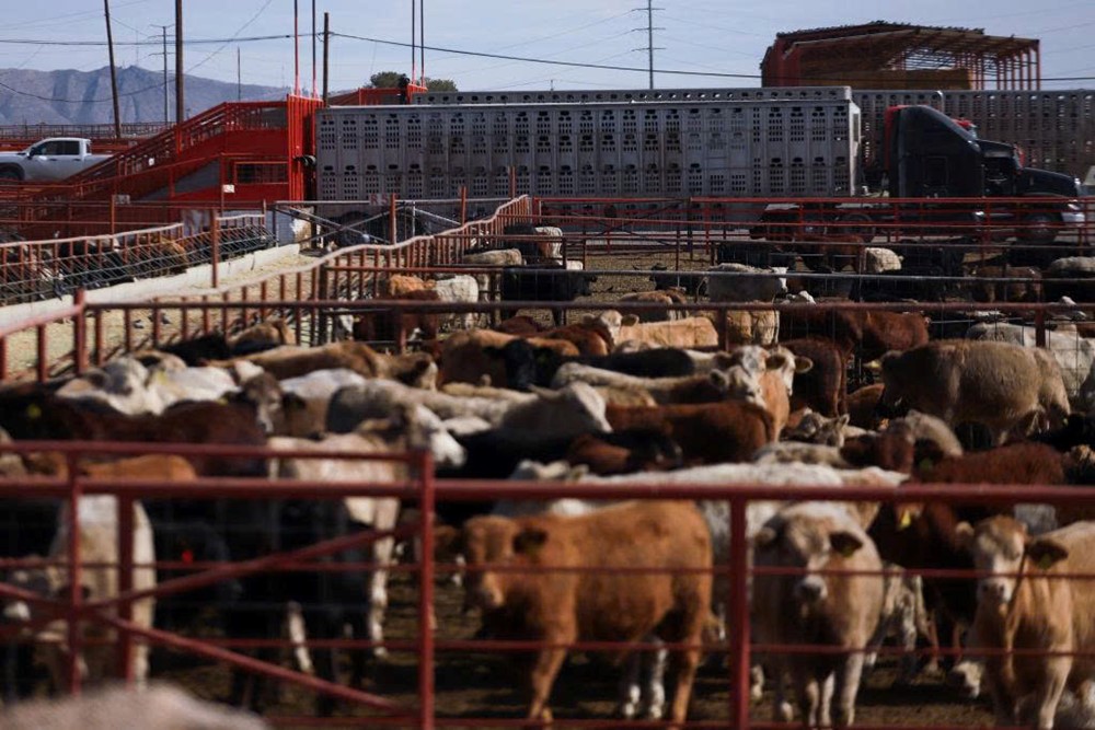 Ký sinh trùng ‘ăn thịt người’ từng bị xóa sổ hơn 50 năm trước bất ngờ tái xuất, ca nhiễm đầu tiên rúng động ngành chăn nuôi   - ảnh 2