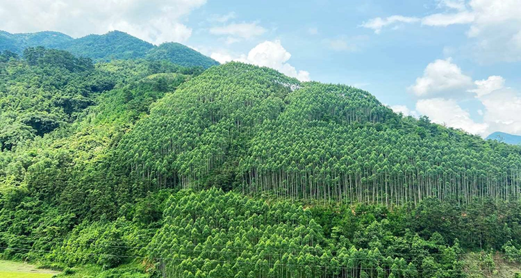 Cây gỗ quý ở Việt Nam được mệnh danh là ‘kho báu xanh’, cực hiếm trên thế giới, khiến Mỹ lùng mua, từ vỏ đến lá đều ‘hái ra tiền’ - ảnh 1