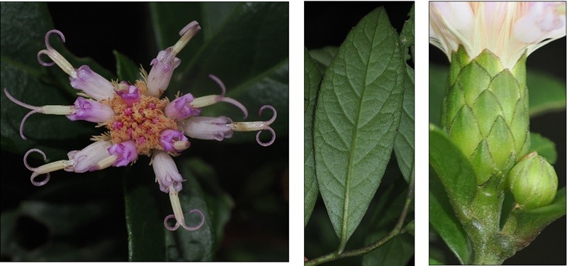 Phát hiện loài cây chưa từng xuất hiện trên thế giới tại Vườn quốc gia Phong Nha - Kẻ Bàng - ảnh 1