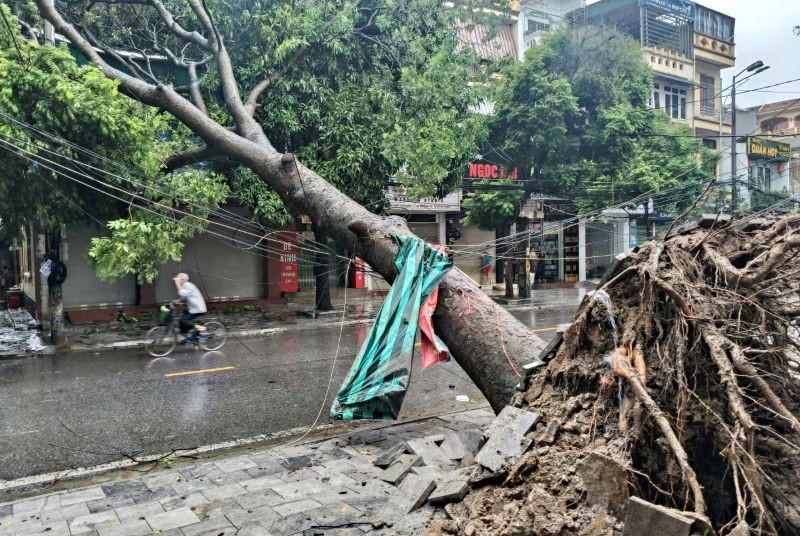 Bí thư thôn ở Thanh Hóa tham gia chống bão bị cây đè tử vong - ảnh 1