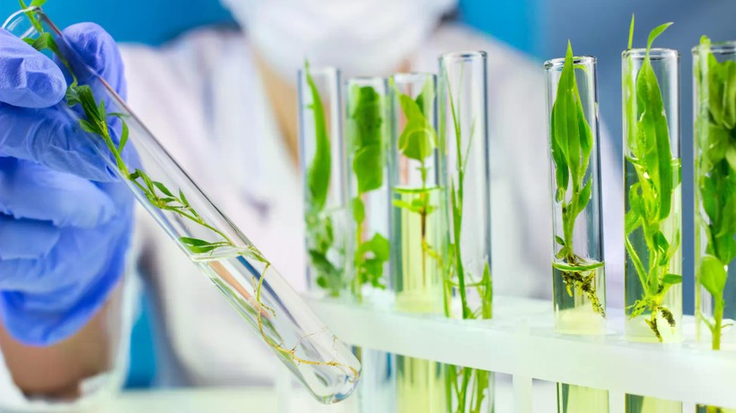 Hai nhà khoa học gốc Việt ‘giải mã’ thành công hợp chất chống ung thư trong tự nhiên - ảnh 2