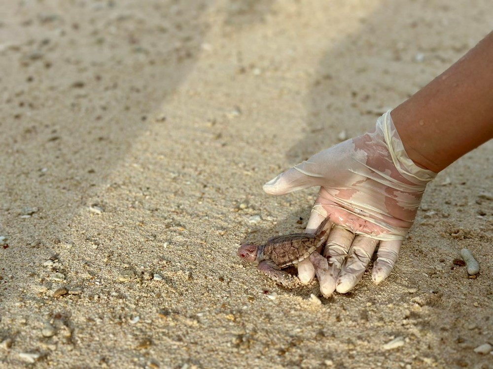 'Thủ phủ rùa biển' của Việt Nam đón tin vui - ảnh 3