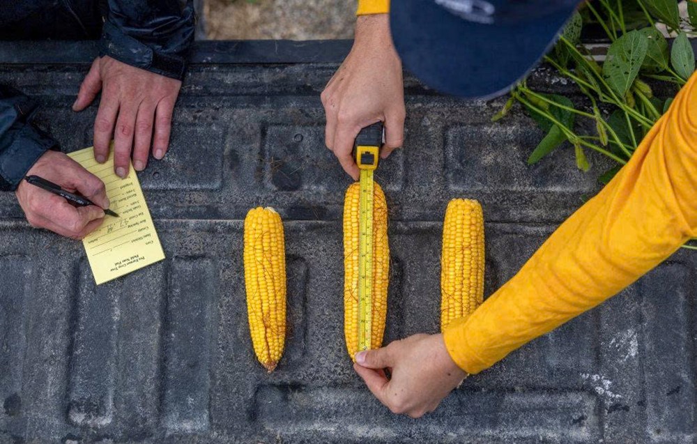 Cái giá của thương chiến: Vừa 'mất trắng' vì Trung Quốc, một mặt hàng nông nghiệp khác lại khiến nông dân Mỹ điêu đứng - ảnh 2