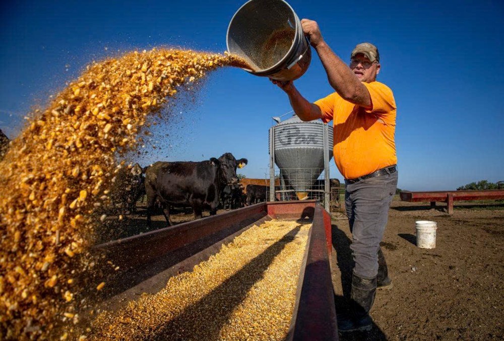 Cái giá của thương chiến: Vừa 'mất trắng' vì Trung Quốc, một mặt hàng nông nghiệp khác lại khiến nông dân Mỹ điêu đứng - ảnh 3