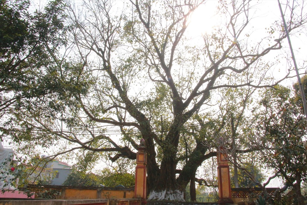 Cách Hà Nội hơn 100km, có ngôi làng cổ được hình thành từ thời vua Lý, sở hữu 'báu vật xanh' nghìn năm tuổi - ảnh 2