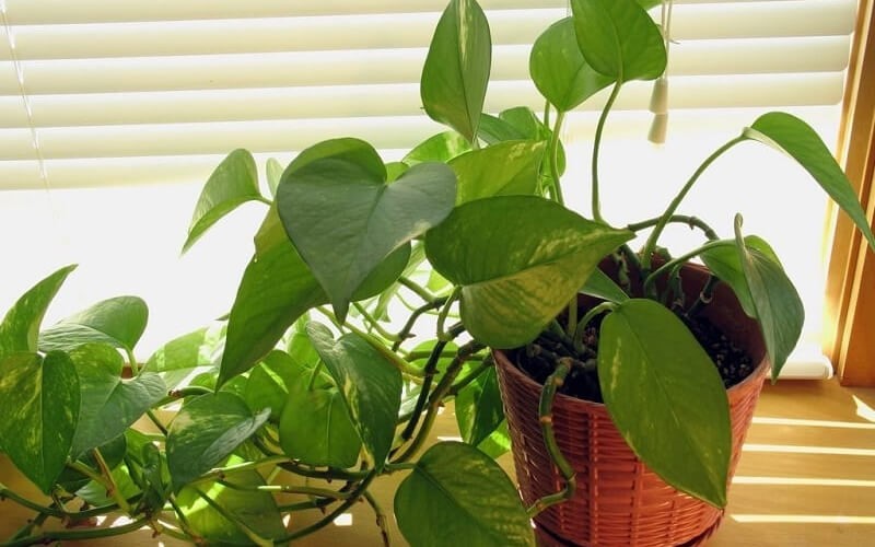 NASA chỉ ra 10 loại cây cảnh thanh lọc không khí, tốt cho sức khỏe - ảnh 8