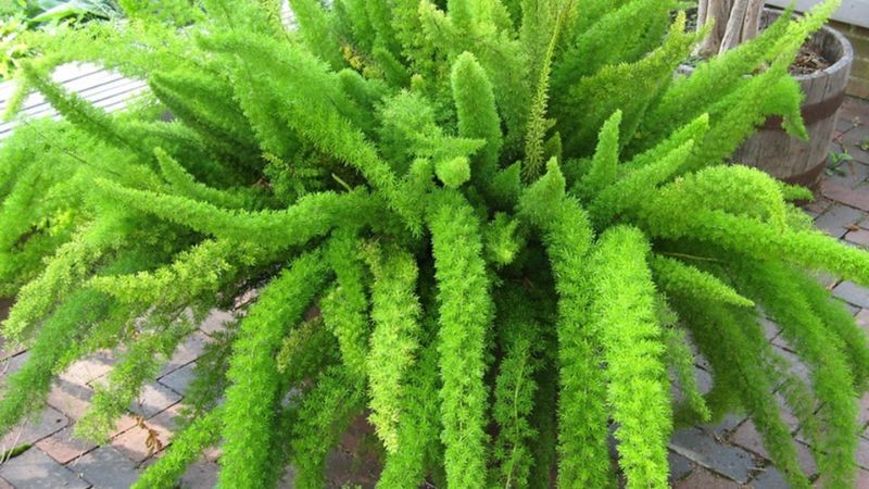 6 loại cây được NASA khuyên trồng trong nhà, 3 cây nên tránh - ảnh 6