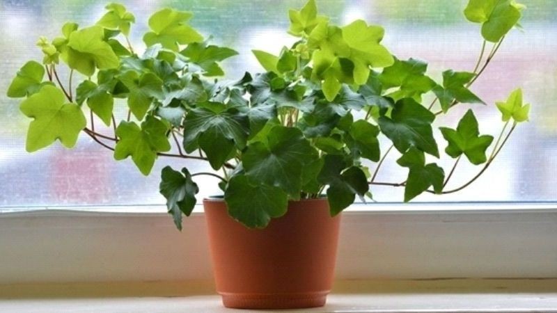 6 loại cây được NASA khuyên trồng trong nhà, 3 cây nên tránh - ảnh 4