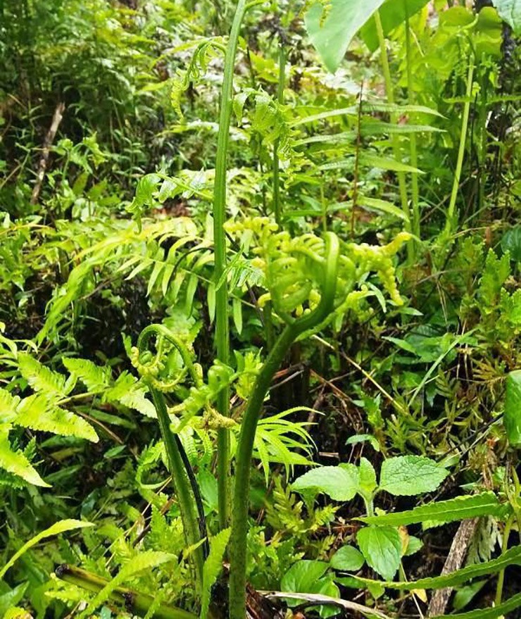 Loại rau được người Trung Quốc xem như 'rau trường sinh' nhưng ở Việt Nam lại mọc dại, ít người biết - ảnh 1