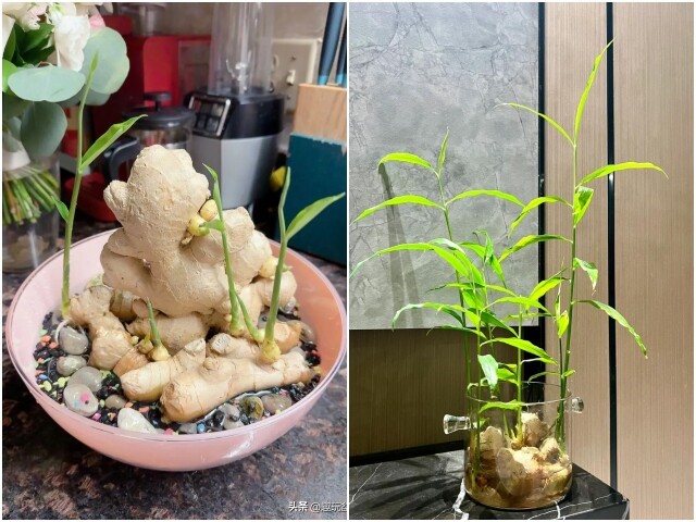 5 điều cần biết khi chơi chậu gừng trong nhà - ảnh 2