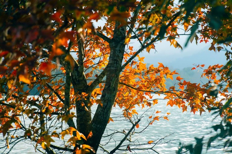 Miền Trung của Việt Nam có một nơi được ví như 'góc trời Âu thu nhỏ', rừng phong hương đổi màu đẹp ngỡ ngàng - ảnh 6