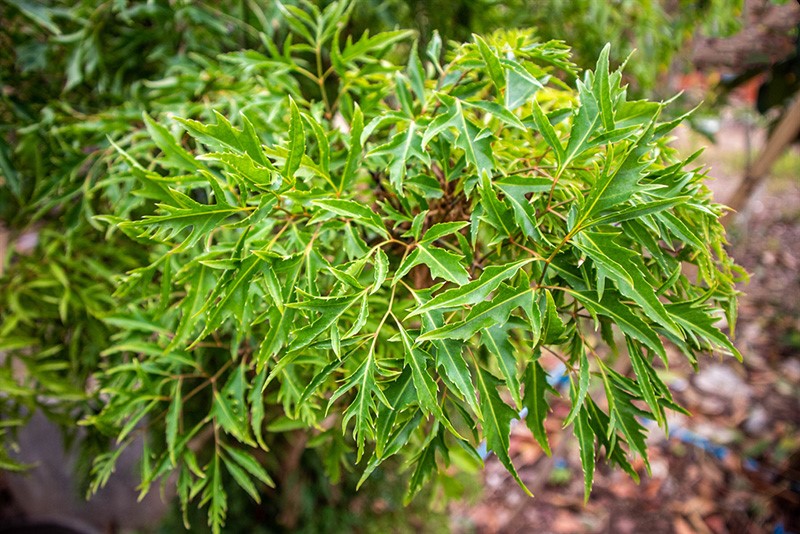 Việt Nam có một loại cây dược liệu quý, được gọi là 'nhân sâm của người nghèo', giá thành cực rẻ  - ảnh 1