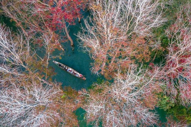 Miền Trung của Việt Nam có một nơi được ví như 'góc trời Âu thu nhỏ', rừng phong hương đổi màu đẹp ngỡ ngàng - ảnh 5