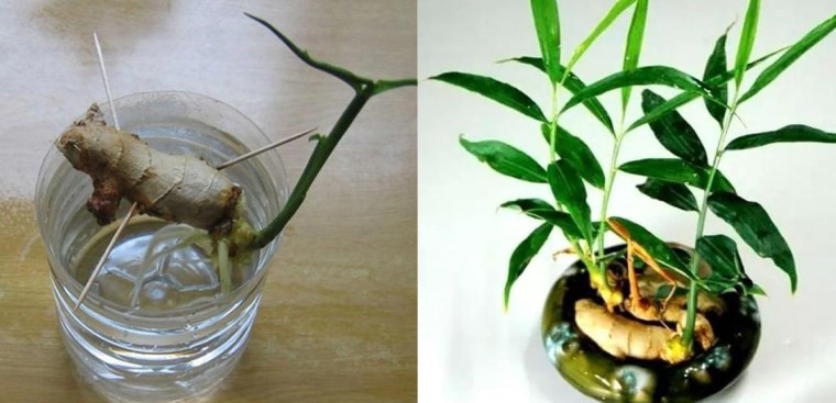 Cách trồng gừng theo từng mệnh để hút trọn may mắn, điềm dữ hóa lành, tài lộc đầy nhà - ảnh 3