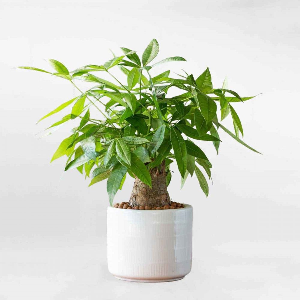 6 loại cây hợp mệnh Thủy nên đặt trên bàn làm việc để thu hút tài lộc, cân bằng năng lượng - ảnh 2