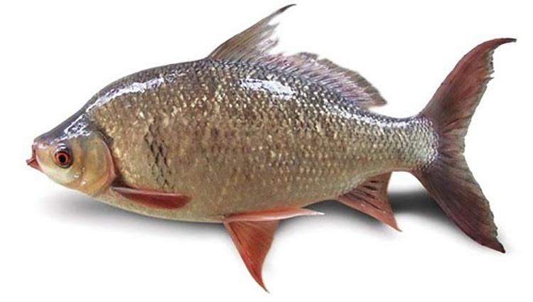 Loại cá giá rẻ của người Việt mang hàm lượng DHA ngang ngửa cá hồi - ảnh 1