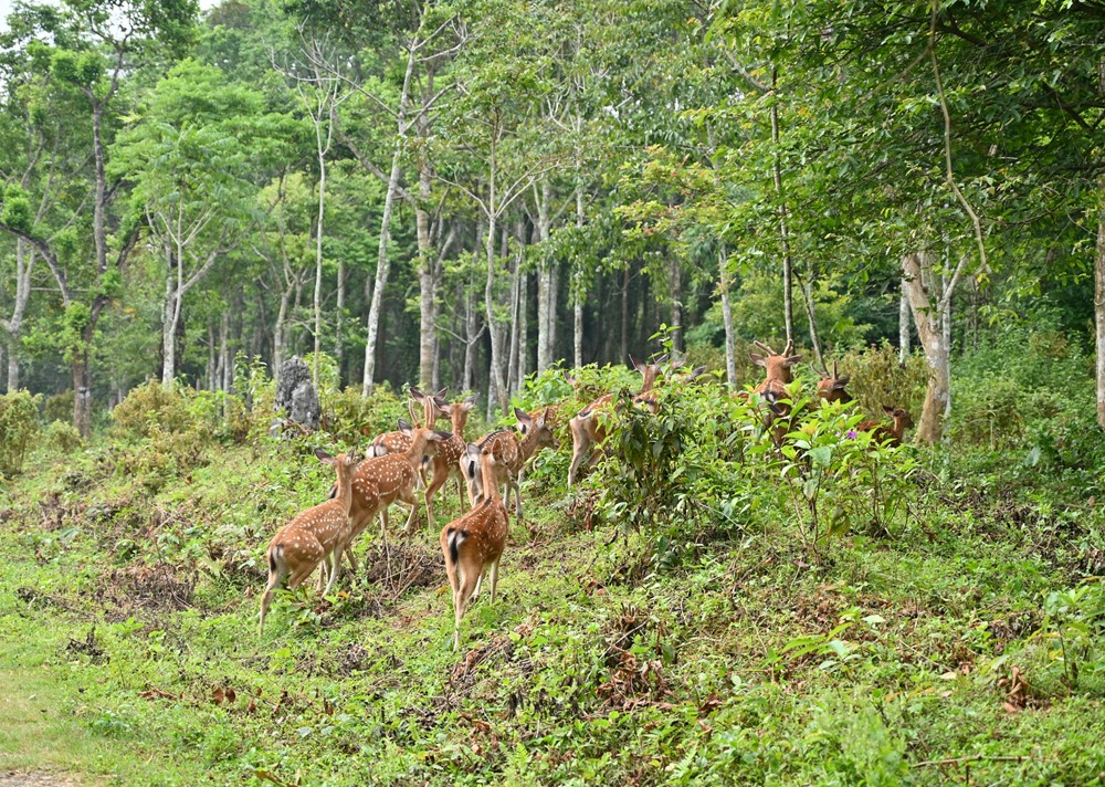 Tỉnh có nhiều VQG nhất cả nước, có một nơi 6 năm liên tiếp được truyền thông thế giới vinh danh - ảnh 4