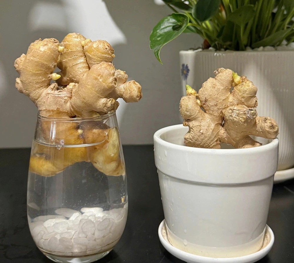 Vì sao ngày càng nhiều người trồng gừng trong nhà? - ảnh 4