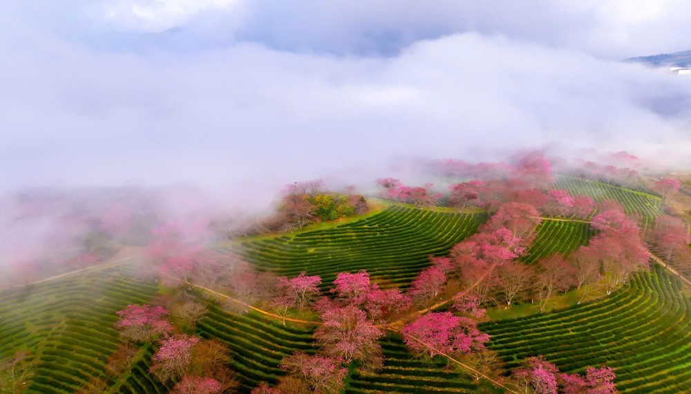 Việt Nam có một nơi được mệnh danh là 'châu Âu thu nhỏ', cách Hà Nội hơn 300km, đang bước vào mùa hoa đẹp nhất năm - ảnh 3