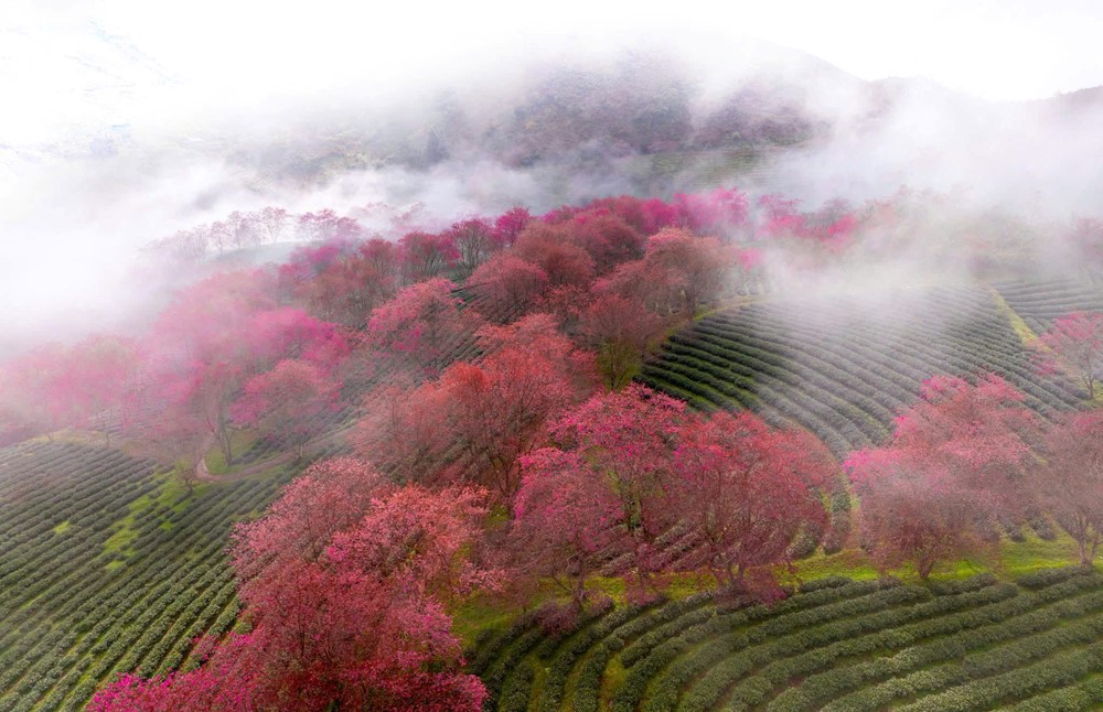 Việt Nam có một nơi được mệnh danh là 'châu Âu thu nhỏ', cách Hà Nội hơn 300km, đang bước vào mùa hoa đẹp nhất năm - ảnh 4