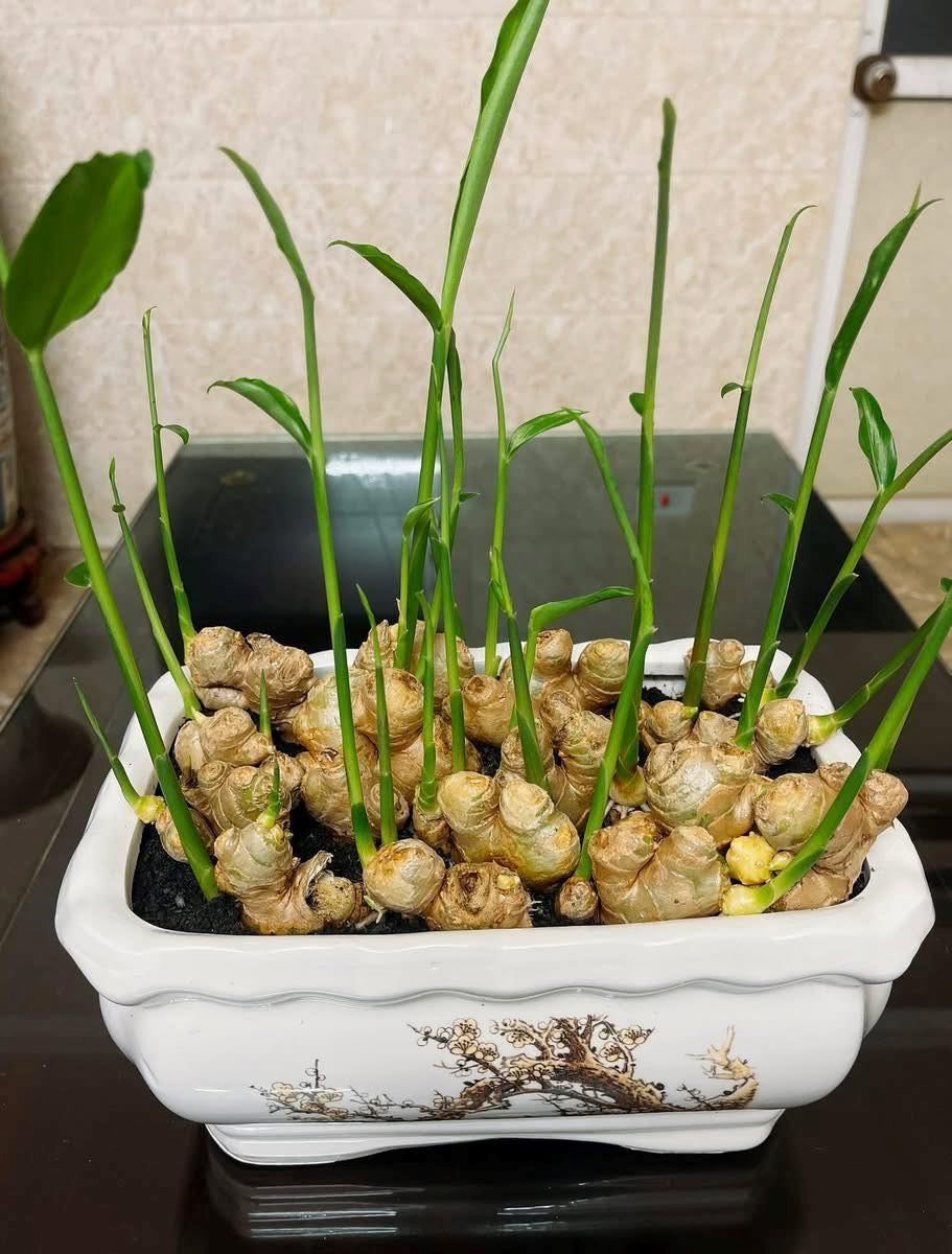 Vì sao ngày càng nhiều người trồng gừng trong nhà? - ảnh 3