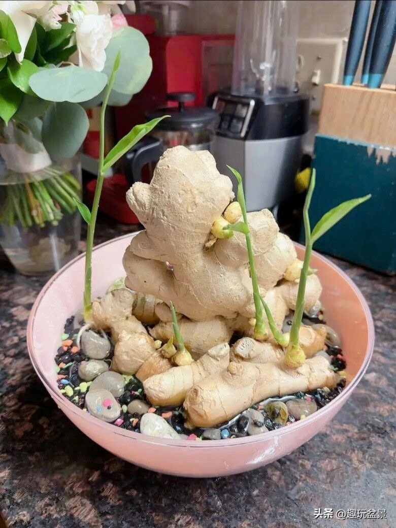 Thời điểm tốt nhất trồng chậu gừng đón tài lộc năm mới 2026 - ảnh 4