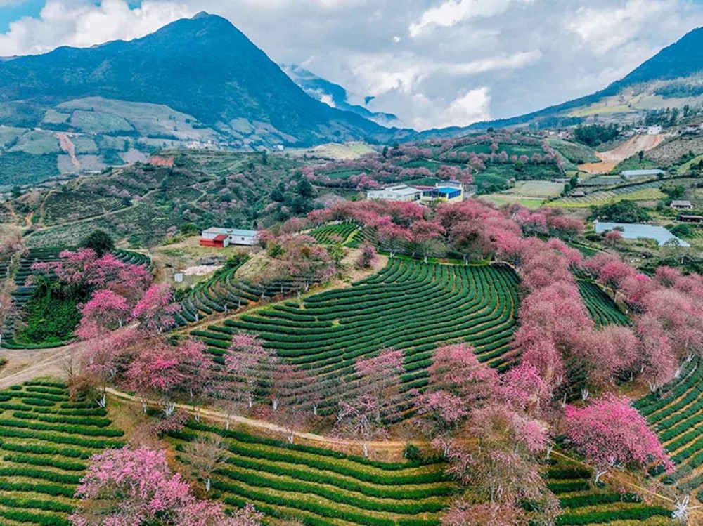 Đồi chè nằm ở độ cao 1.800m, được ví như 'viên ngọc xanh' của cung đèo ngoạn mục bậc nhất miền Bắc - ảnh 3