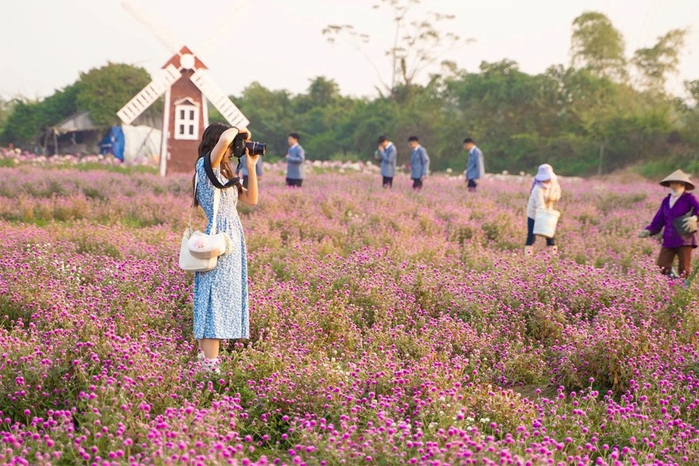 Phát hiện vườn hoa bách nhật nở rộ, đẹp như trời Âu giữa Hà Nội - ảnh 3