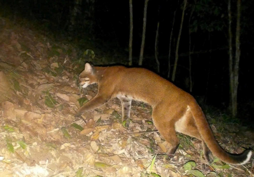 Việt Nam phát hiện beo lửa đặc biệt quý hiếm trong tự nhiên - ảnh 1