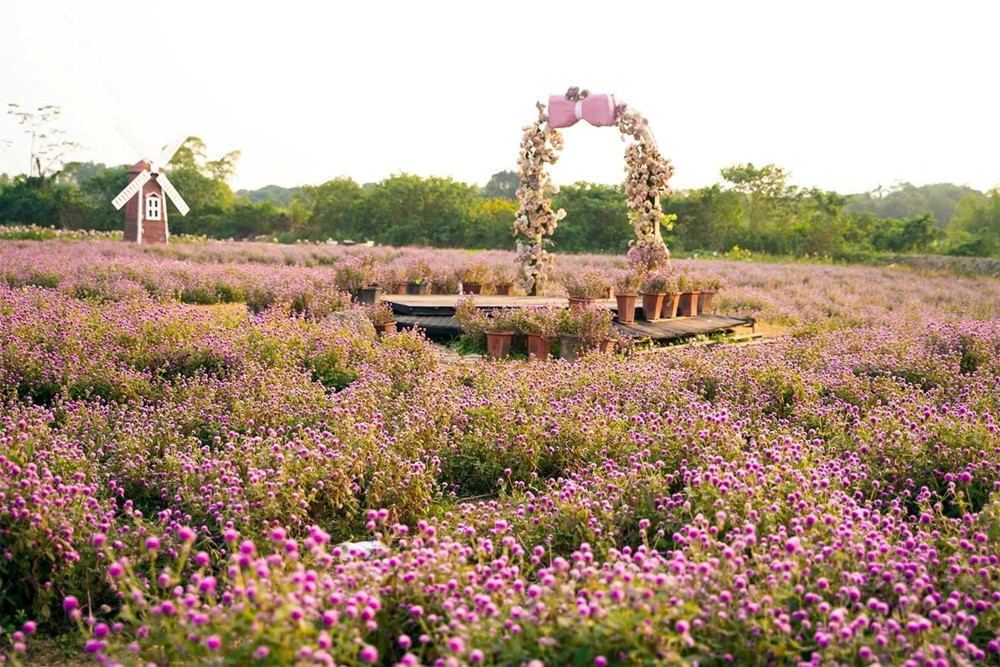 Phát hiện vườn hoa bách nhật nở rộ, đẹp như trời Âu giữa Hà Nội - ảnh 6