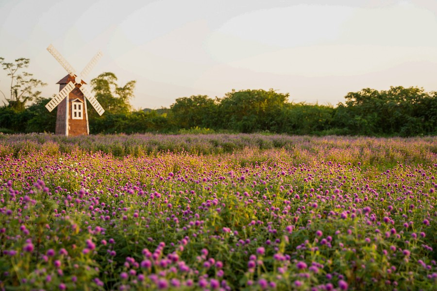 Phát hiện vườn hoa bách nhật nở rộ, đẹp như trời Âu giữa Hà Nội - ảnh 4